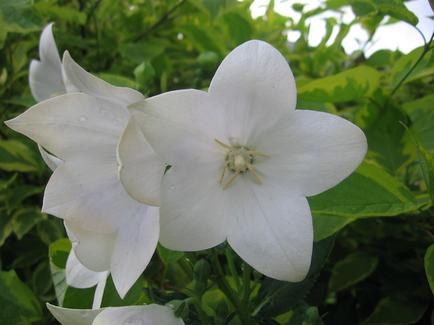 Dzwonek brzoskwiniolistny.