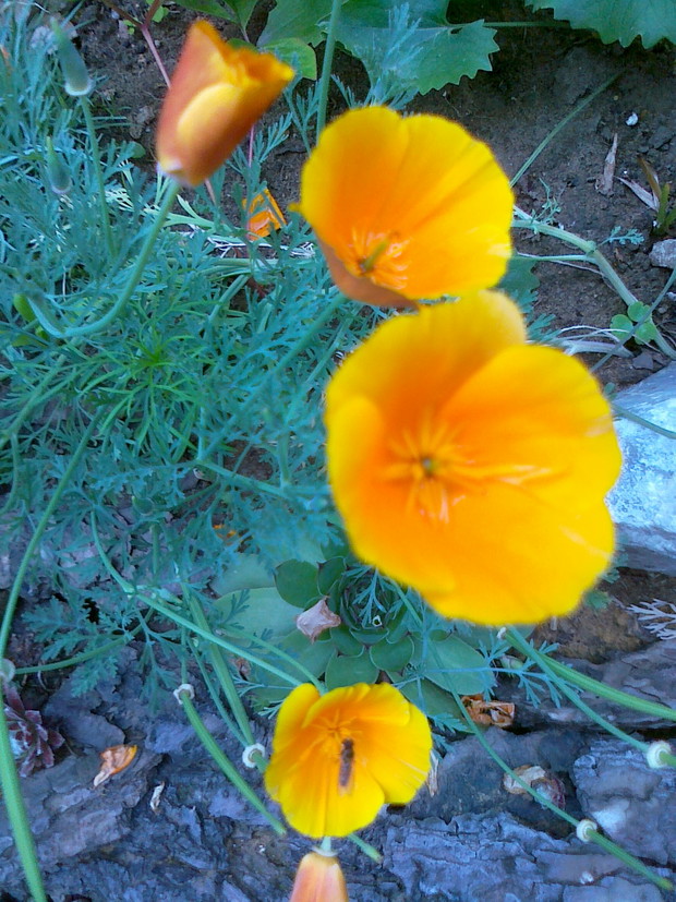 Eszolcja rozsiewa się sama