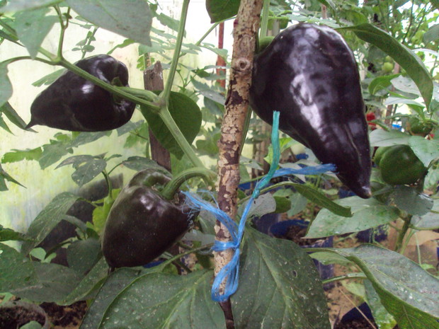 fioletowa papryka /lipiec