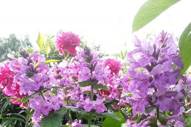 Fioletowa piękność