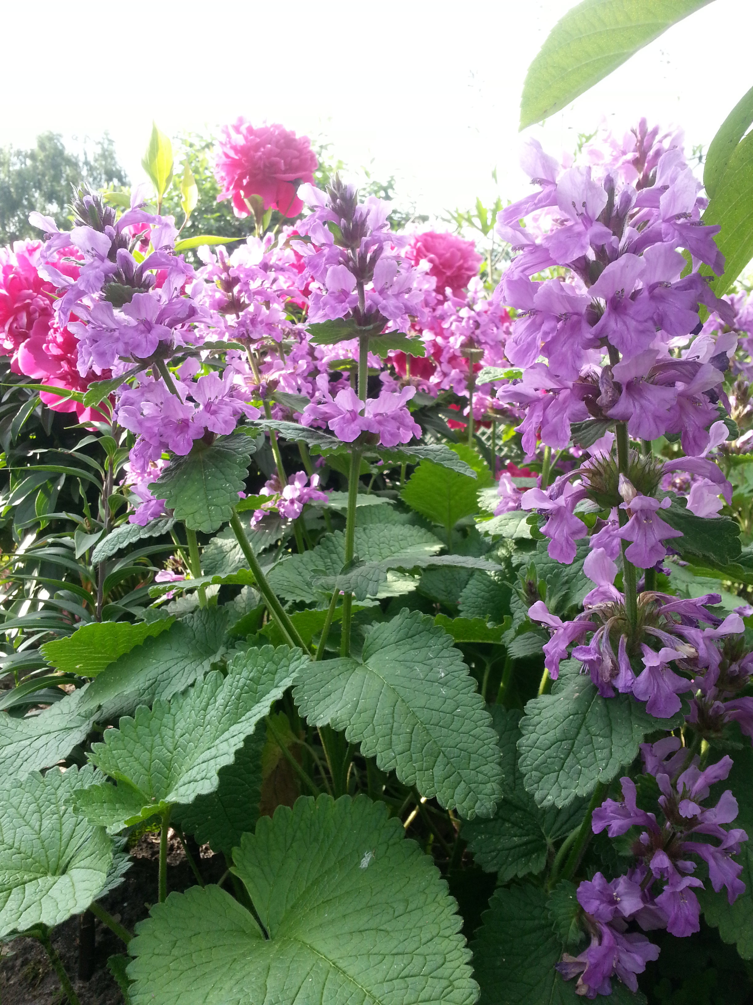 fioletowa piękność