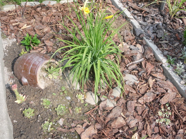 Garnki z sukulentami