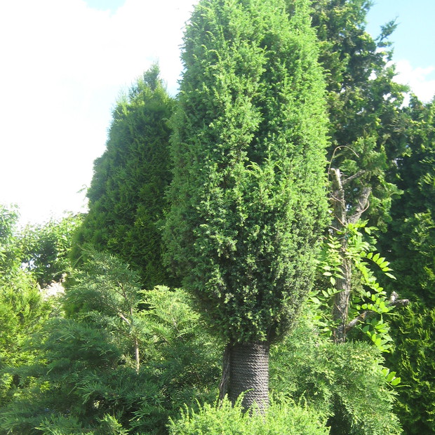 Gąszcz uporządkowany