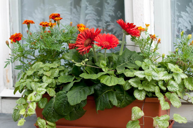 gerbery na parapecie...