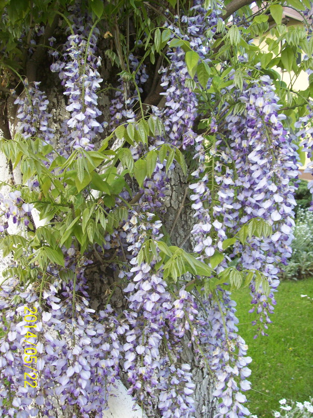 Glicynia piękne pnącze. Zakwitła po 10 latach.