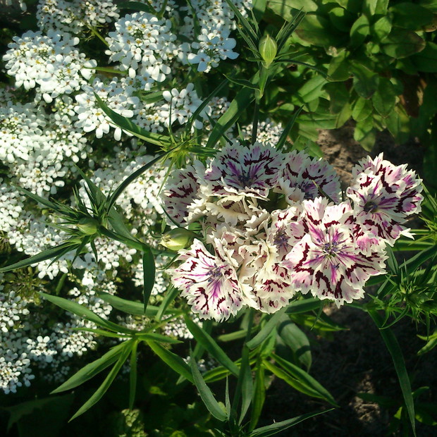 goździk brodaty na tle ubiorka