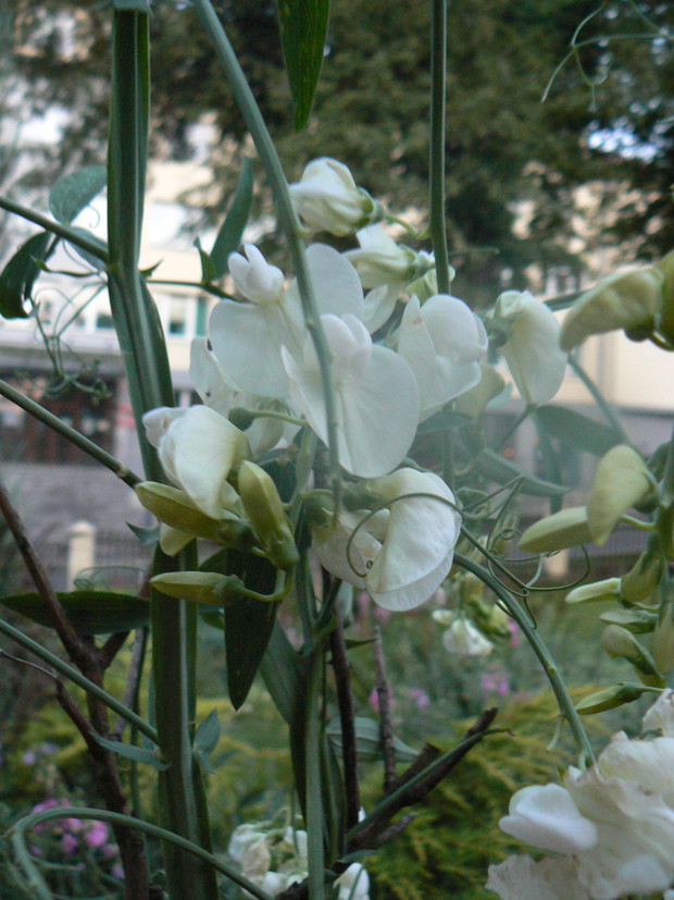 Groszek szerokolistny - kolor biały.