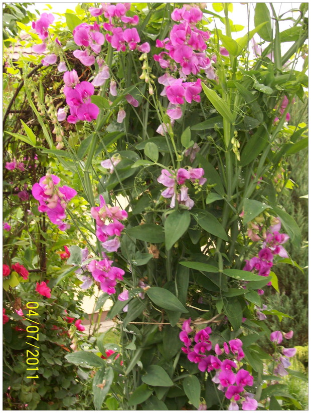 Groszek szerokolistny na pergoli