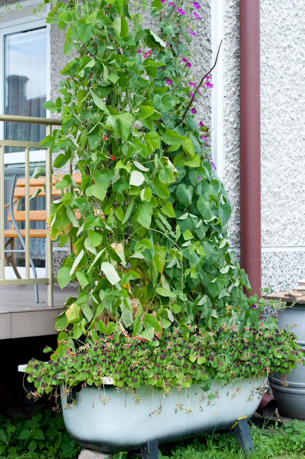 groszek w towarzystwie....