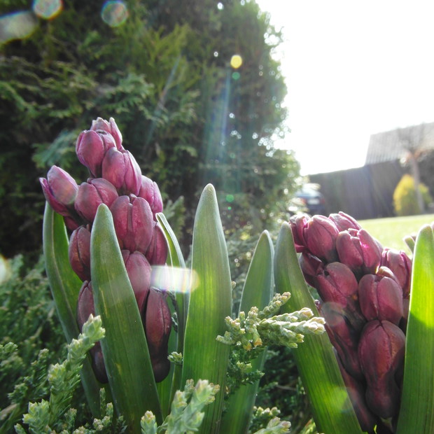 Hiacynty pomiędzy iglakami.