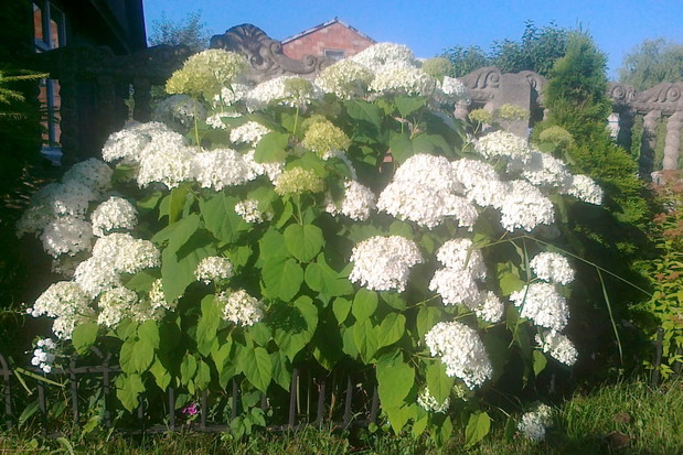 hortensja Anabell