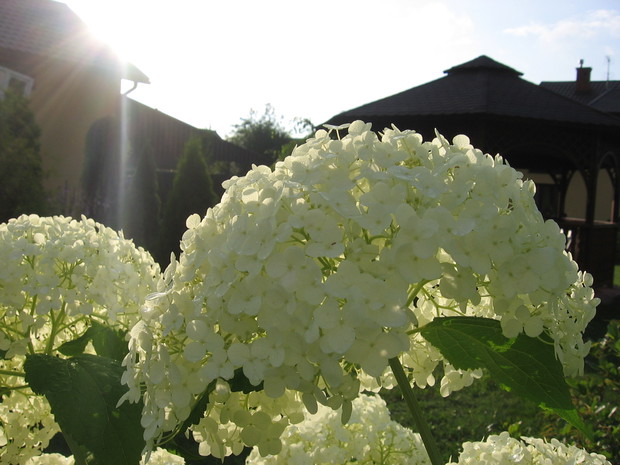 Hortensja biała w słoneczku.