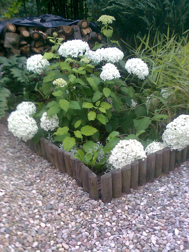 Hortensja bukietowa, zakwitnie co roku po wiosennym przycięciu.