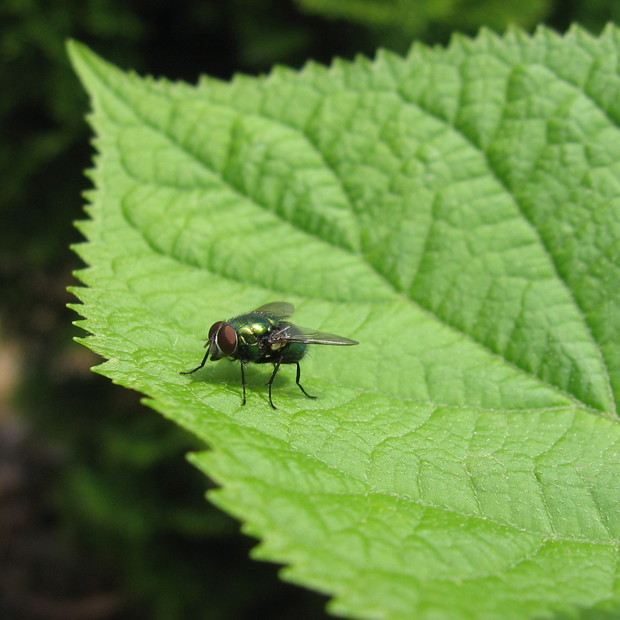 Hortensja ogrodowa biała bardzo zwabia równieżPlujkę pospolitą, czyli gatunek muchówki z rodziny plujkowatych. Gatunek ten jest ważny w dziedzinie medycyny sądowej, podczas dochodzenia w sprawach morderstw, mucha ta jest obecnie jednym z najważniejs