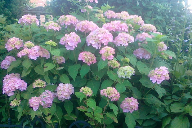 hortensja ogrodowa