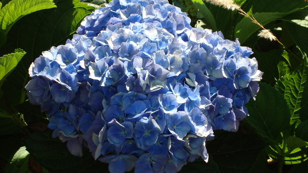 Hortensja
