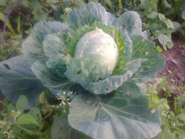 Jak urosnie beda zniej pyszne golabki