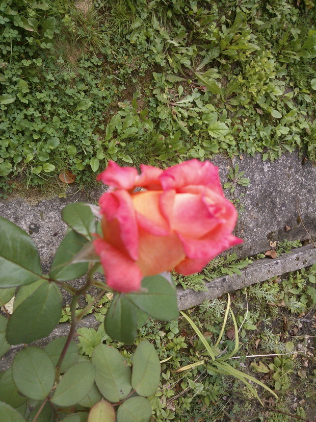 jakość zdjęcia nie fajna :(