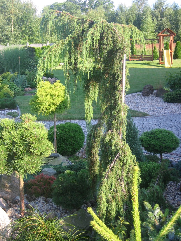 Jałowiec pospolity Horstmann