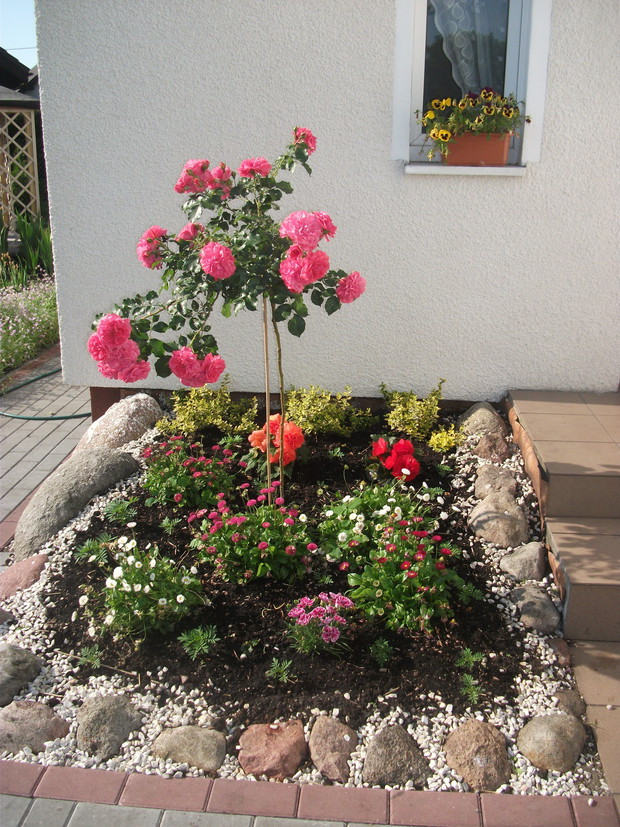 Jedna z wielu moich róż.