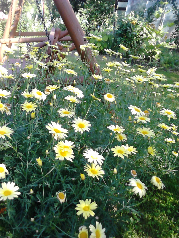 Jednoroczne kwiaty przy huśtawce