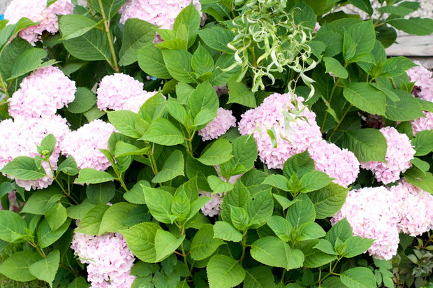 jest piękna, w tym roku kupiłam odmianę blue bird:)ale jeszcze nie kwitła...