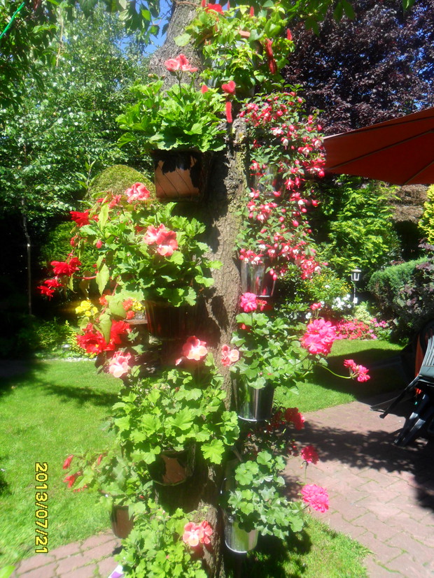 jeszcze trochę i caly pien zniknie - na to czekam