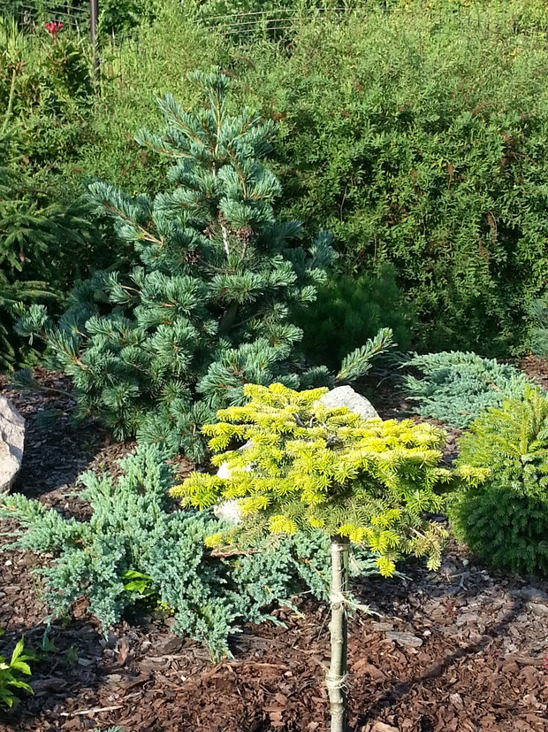 Jodła kaukaska 'Golden Spreader' na tle sosny drobnokwiatowej ‘Negishi’