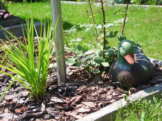 Kaczka w ogrodzie
