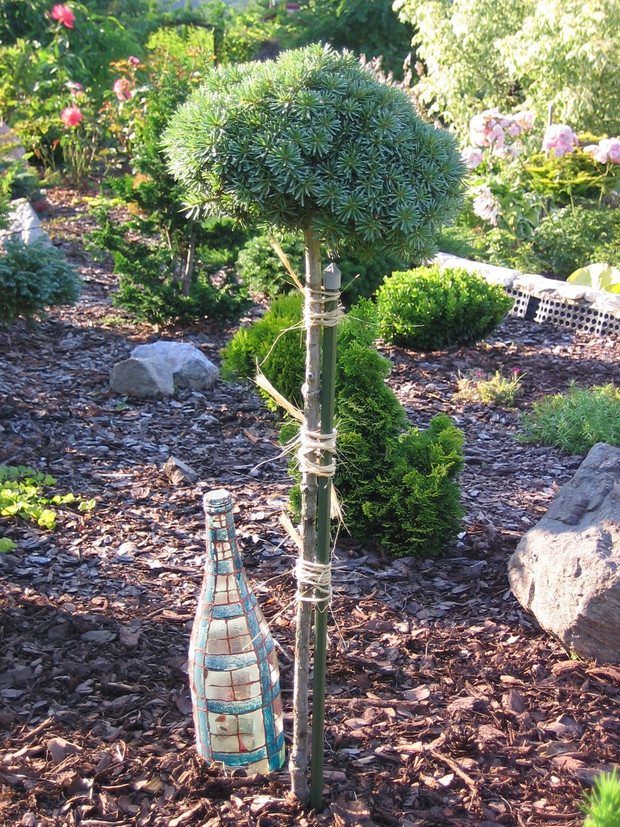  Karłowa szczepiona na pniu jodła koreańska ‘Blauer Eskimo’