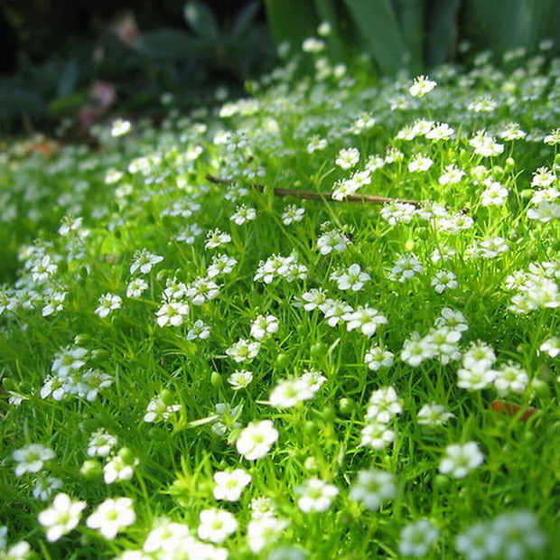 Karmnik złoty, który gości u mnie na skalniaku.