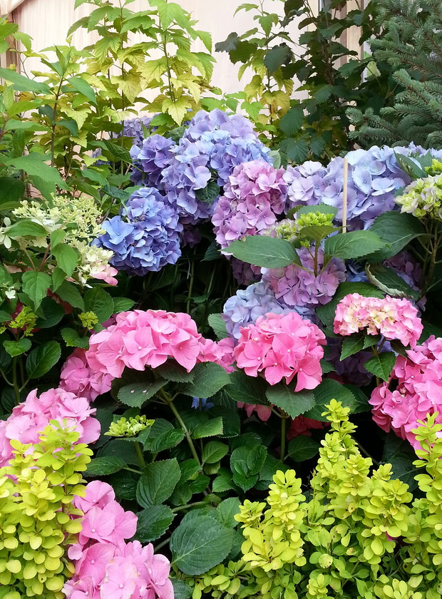 Kilka kolorów na jedyn krzewie