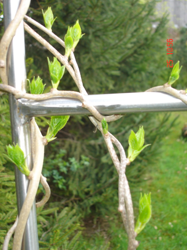 Kiwi - kwiecień 2012