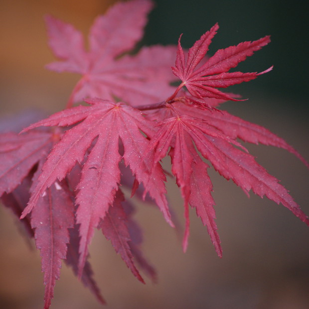 Klon palmowy. Najpiękniej wygląda jesienią.