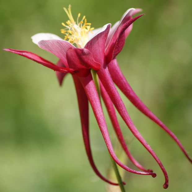 Kocham orliki. Są takie czarodziejskie, już nowe odmiany wysiałam do skrzyneczek i czekają do przyszłego roku, aby zaistnieć w naszym ogrodzie.