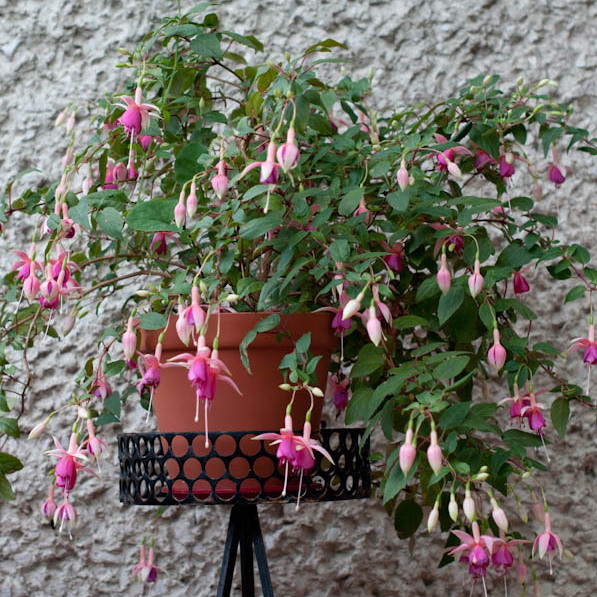 kocham te kwiaty szczególnie, są piękne...