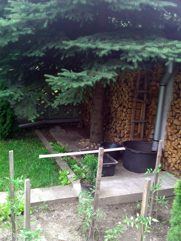 Kolejne rozwiązanie darmowej wody, tym razem deszczówka spływa z byłego kurnika, nie mocząc przy tym drzewa