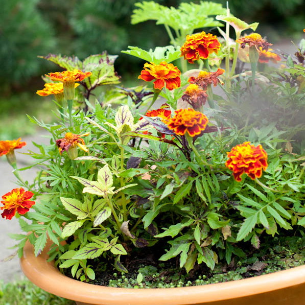 kolekcja pokrzyw:)w towarzystwie aksamitek...