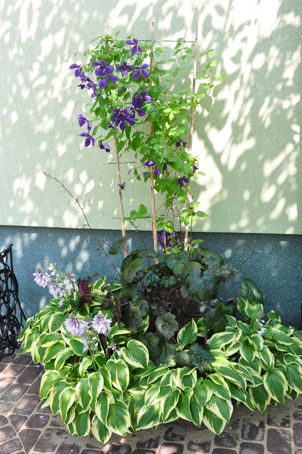 KOMPOZYCJA W DONICACH