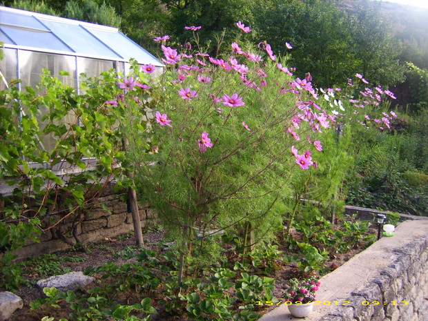 Kosmos posadzony po dojrzeniu truskawek wyrosl nieoczekiwanie wielki