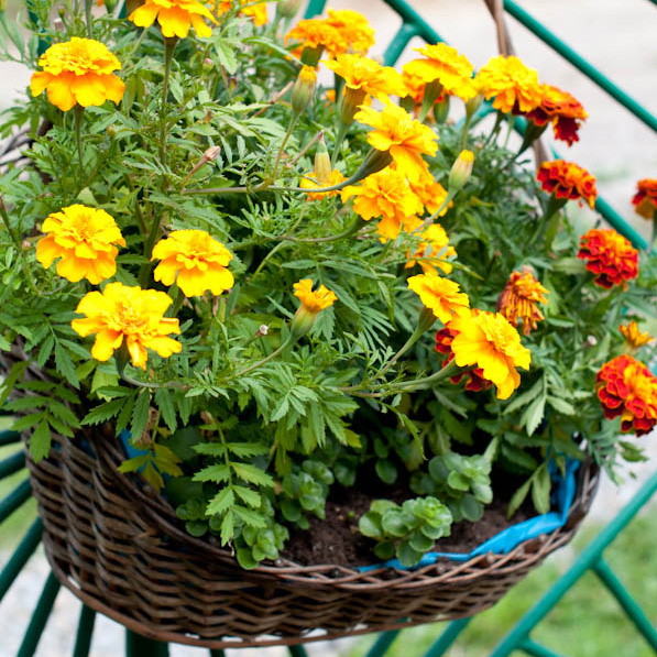 koszykowe miniatury...