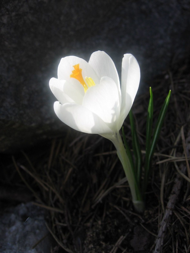 Krokus biały - niespodziewanie wyrósł i zdaje się jakby świecił. 