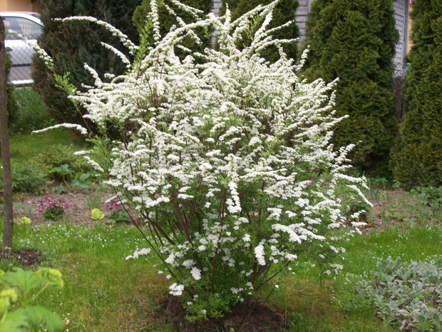 Krzew o białych kwiatkach