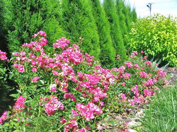 Kwiat który kochają wszystkie kobiety 