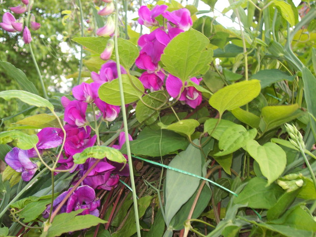 Kwiaty groszku szerokolistnego