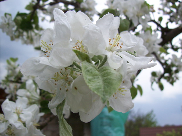 Kwiaty jabłoni