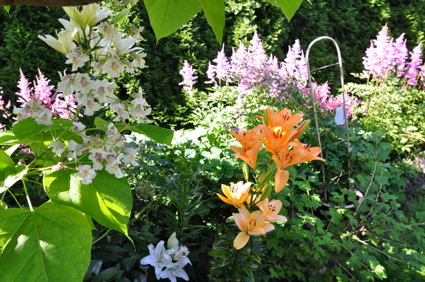 KWITNĄCA KATALPA ,LILJE I TAWUŁKI