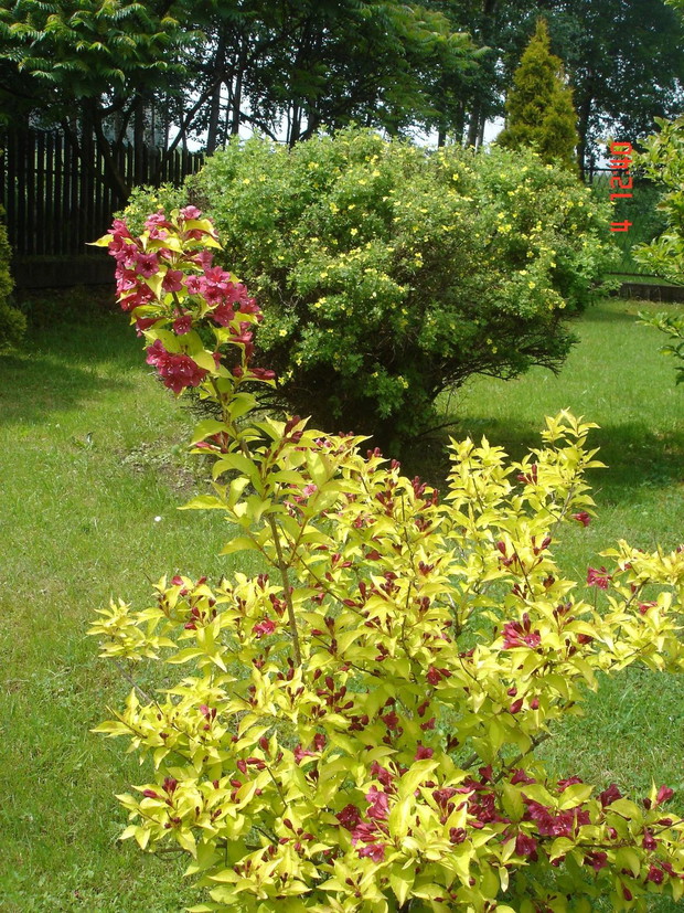 Kwitnąca krzewuszka