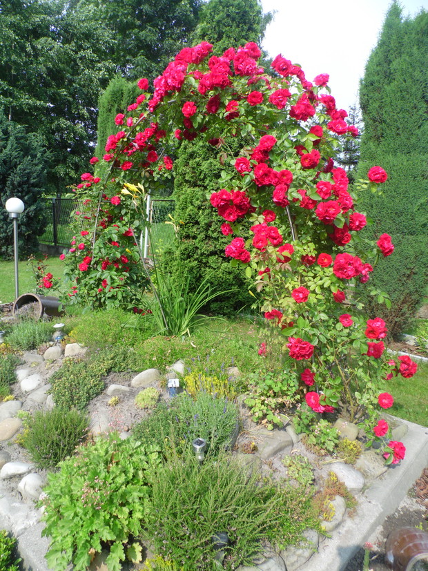 Kwitnąca pnąca róża