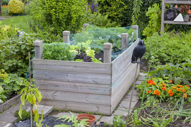 Łączenie roślin ozdobnych z użytkowymi ma na celu nie tylko przełamanie formalnego stylu nasadzenia, ale też ochronę warzyw przed szkodnikami
